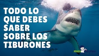 Todo lo que debes saber sobre los tiburones  mininautas  Ciencia en familia [upl. by Nyleaj]