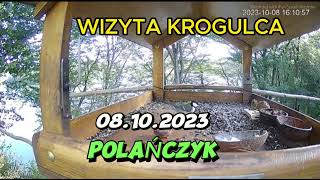 KROGULEC NA POLOWANIU POLAŃCZYK [upl. by Etiuqal345]