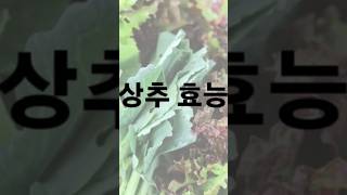 상추의 효능 Benefits of Lettuce short [upl. by Nodab]