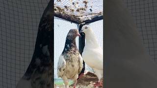 Pakistan kabutar ki video viralshorts youtubeshorts pigeon kabootar pakistan birds shorts [upl. by Etnohc749]