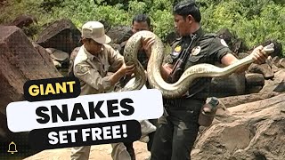 a Jason Rosette Film Giant Snakes Set Free Massive Pythons Returned to Wild in Cambodias Cardamom [upl. by Akirre]