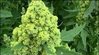 Quinoa grow your own super food [upl. by Nedrob]