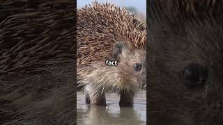 Porcupine vs Hedgehog Whats the Difference animals nature [upl. by Katee250]