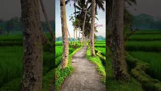 Muttathethum thennale🎶🎶 gireeshputhencherysongs vidyasagar shorts music song malayalam [upl. by Ahtoelc589]