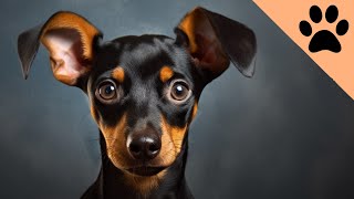 Min Pin  What you MUST KNOW about Miniature pinschers [upl. by Orozco757]