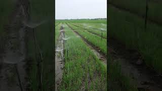 Technology Pertanian Sprinkler Sprayer Siram Bawang Merah [upl. by Lorianne]