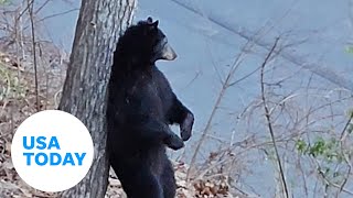 Black bear uses tree trunk scratch his back in North Carolina  USA TODAY [upl. by Allemac]