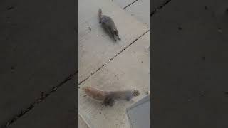 Brave New Squirrel squirrelvideo squirrelwatching squirrels squirrel squirrelfriends brave [upl. by Emmanuel]