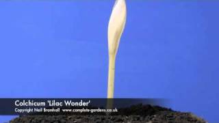 Colchicum Lilac Wonder timelapse [upl. by Adneral]