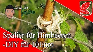 2 Himbeerspaliere für je 10 Euro [upl. by Yrellih]