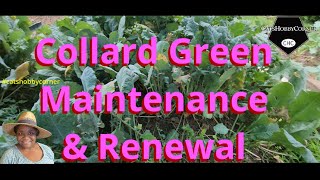 Collard Green Maintenance amp Renewal  catshobbycorner [upl. by Carlstrom]