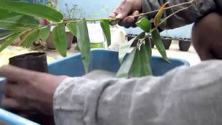 HOW TO PROPAGATE BAMBOO [upl. by Ynoyrb]