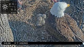 Port Tobacco Eagle Cam 20032023 0918 [upl. by Fini668]