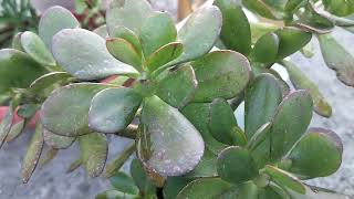 Crassula ovata plant care tips  how to care crassula plant [upl. by Leighland]