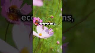 Why Bees Are Key to Our Survival The Truth About Bee Decline shorts discover [upl. by Hamfurd]