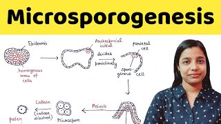 Microsporogenesis  types of anther wall development  BSc  MSc  TGT  PGT  NEET [upl. by Masuh]