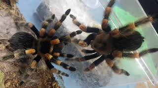 How do Red Knee Tarantulas Mate [upl. by Baptlsta]