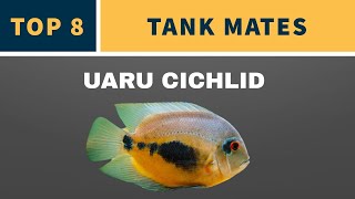 UARU CICHLID TANK MATES [upl. by Corrine]