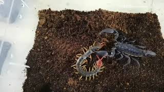 Centipede VS Black Scorpion トビズムカデVSチャグロサソリ 少棘蜈蚣VS彼得异蝎 [upl. by Eileen]