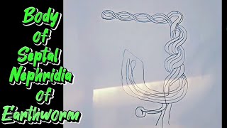 Easy way to draw Septal nephridia body of Earthworm  Class11 Biology septalnephridia [upl. by Akanke]