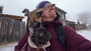 The French bulldog saw the cat for the first time [upl. by Buffy]