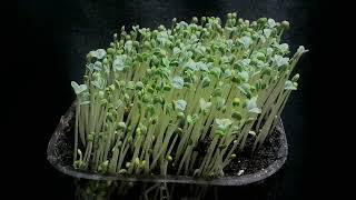 Chia seed Growing chia seed indoor Timelapsechia seed Germination [upl. by Snider]