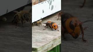 Honeybees Lucky Escape Unnoticed by Giant Hornets at Hive Entrance [upl. by Air]