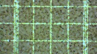 Chloroplasts isolated from spinach 400x [upl. by Dnyletak990]