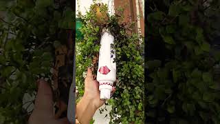 Diy planter ideas 😄garden plasticbottlediy gardendecoration shorts [upl. by Mendes]