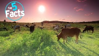 Top 5 Facts About Veganism [upl. by Blockus]