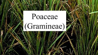 Family Poaceae Graminae floral character  diagram  vegetative character [upl. by Luci]