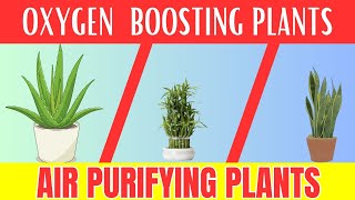 10 Air Purifying and OXYGEN Boosting Indoor Plants You Need Today [upl. by Heim]