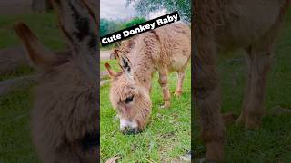 Funny cute Donkey baby 🤣🤣youtube youtubeshorts ytshorts [upl. by Sille]