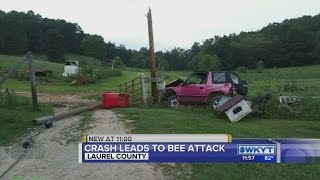 Crash leads to bee attack [upl. by Augusto]