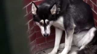 RSPCA Video  The Dog Rescuers Series 2 episode 10 [upl. by Yenor368]