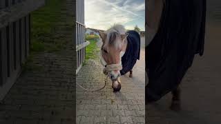 Ist dein pferd auch ungeduldig horse pferdetraining equestrian pferdesport pferdefutter [upl. by Bellda]