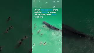 Swimmers pet sperm whale extremely close to beach shore Shorts [upl. by Roht]