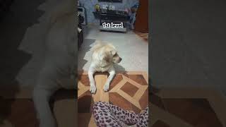 Kya Jimmy level pass kar sakegi🤔rap music hiphop freestyle subscribedoglover labloversshorts [upl. by Eleynad]