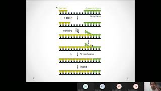 Lecture 24 Polymerase 20220329 080013 Meeting Recording [upl. by Ttenneb]