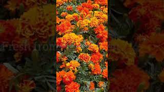 Benefits of Marigold flowers for your Garden shorts [upl. by Stochmal699]