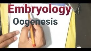 Oogenesis  Gametogenesis Embryology [upl. by Siuqram716]