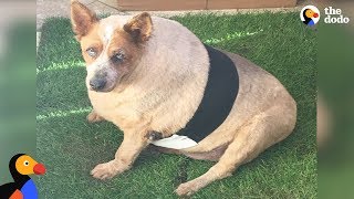 Overweight Dog Is Finally Loving Life Thanks To His New Moms  Arbuckle Update  The Dodo [upl. by Aig]