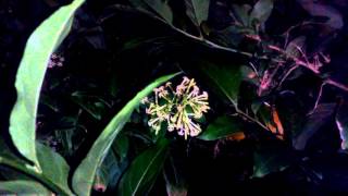 Cestrum nocturnumnight blooming jasmine [upl. by Relyt]