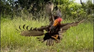 Real life of hawk eagle is hunt birds for living foryou nature food like [upl. by Adnofal153]