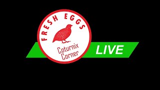 Coturnix Corner LIVE [upl. by Ihcehcu]