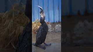 How does a cormorant swallow a 50cm fish [upl. by Tito]