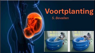 Voortplanting 5 Bevallen [upl. by Atoiganap]