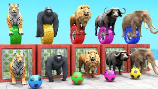 Tiger Elephant Lion Gorilla Buffalo Guess The Right Door ESCAPE ROOM CHALLENGE Animal Cage Game [upl. by Llemor359]