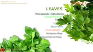 Parsley benefits Medicinal properties of Parsley plant [upl. by Alger36]