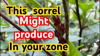 Growing sorrel in zone 8 finally get some result [upl. by Peterman]